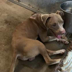 Shelter Stray Male Dog last seen , 2451 N Expressway 281, Edinburg, TX 78541, USA