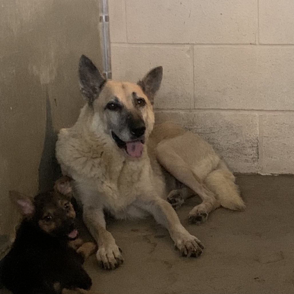 Shelter Stray Female Dog last seen , 2451 N Expressway 281, Edinburg, TX 78541, USA