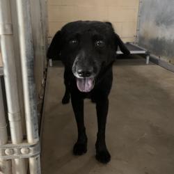 Shelter Stray Male Dog last seen , 2451 N Expressway 281, Edinburg, TX 78541, USA