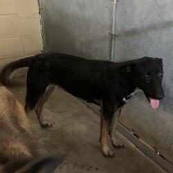 Shelter Stray Female Dog last seen , 2451 N Expressway 281, Edinburg, TX 78541, USA