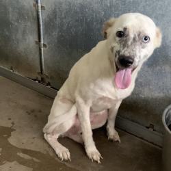 Shelter Stray Female Dog last seen , 2451 N Expressway 281, Edinburg, TX 78541, USA