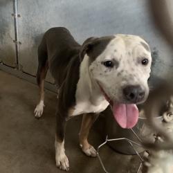 Shelter Stray Male Dog last seen , 2451 N Expressway 281, Edinburg, TX 78541, USA
