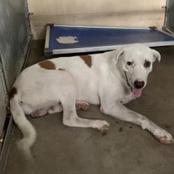 Shelter Stray Male Dog last seen , 2451 N Expressway 281, Edinburg, TX 78541, USA