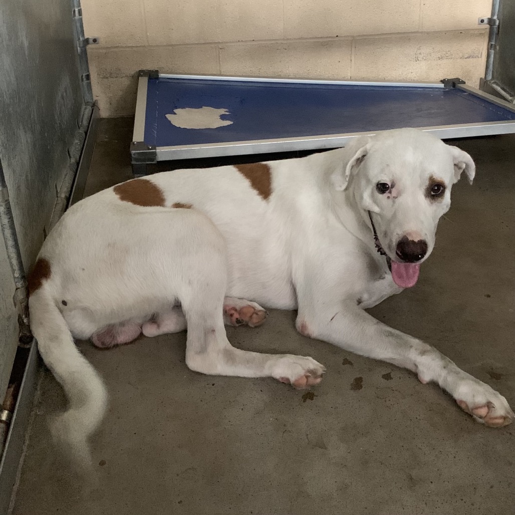 Shelter Stray Male Dog last seen , 2451 N Expressway 281, Edinburg, TX 78541, USA