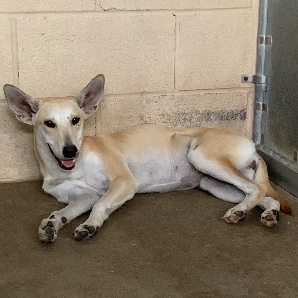 Shelter Stray Female Dog last seen , 2451 N Expressway 281, Edinburg, TX 78541, USA