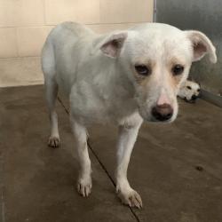 Shelter Stray Male Dog last seen , 2451 N Expressway 281, Edinburg, TX 78541, USA