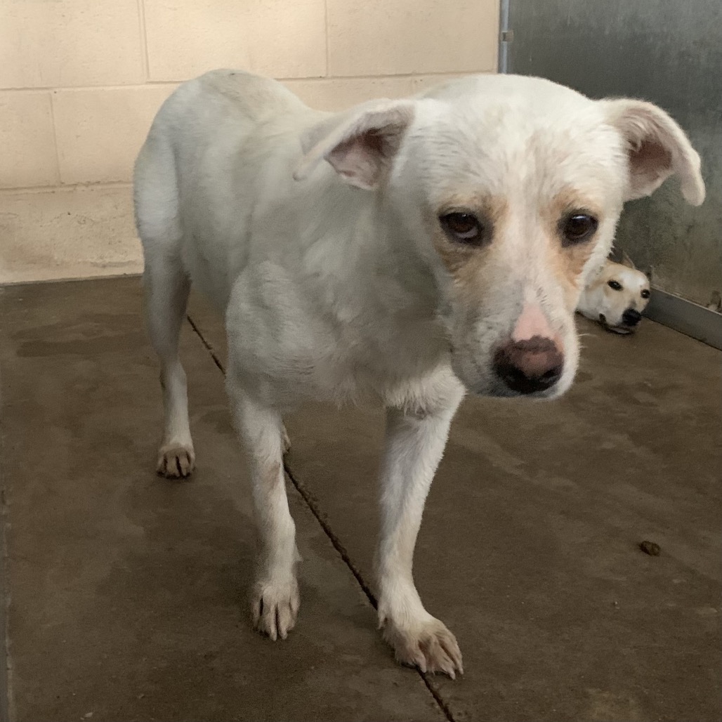 Shelter Stray Male Dog last seen , 2451 N Expressway 281, Edinburg, TX 78541, USA