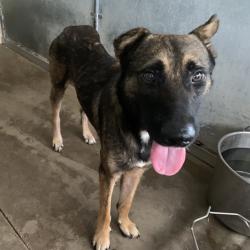 Shelter Stray Male Dog last seen , 2451 N Expressway 281, Edinburg, TX 78541, USA