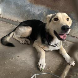 Shelter Stray Female Dog last seen , 2451 N Expressway 281, Edinburg, TX 78541, USA