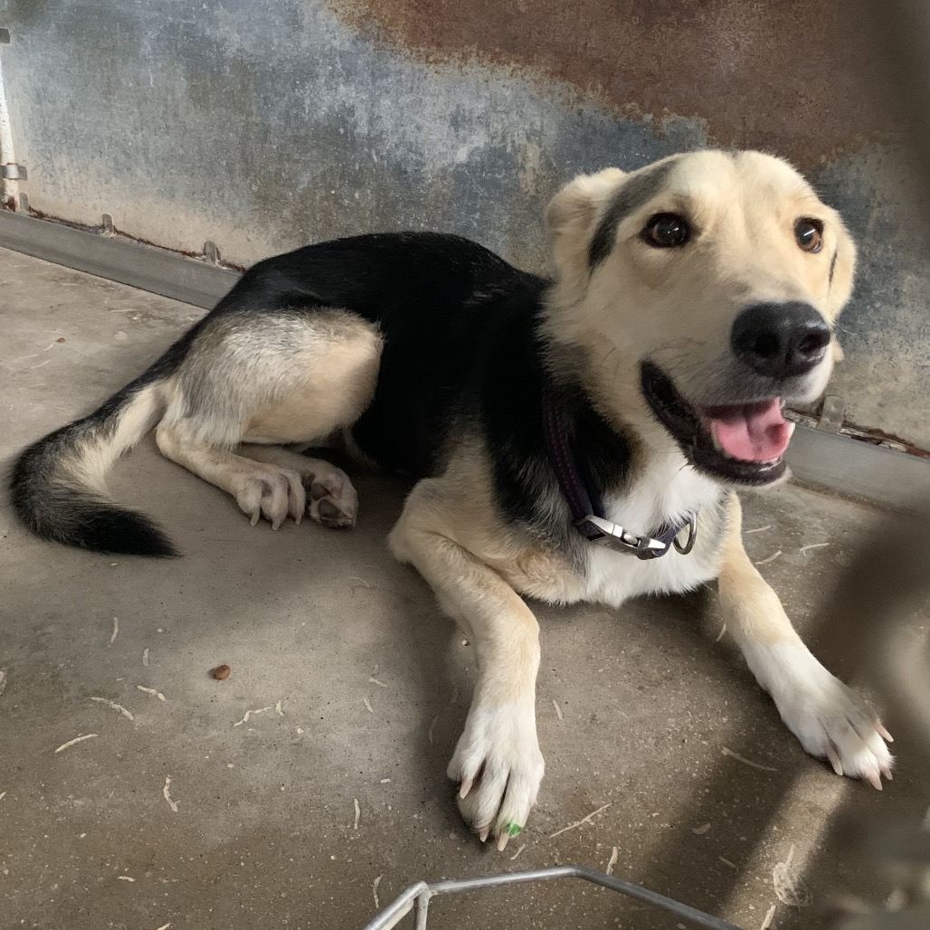 Shelter Stray Female Dog last seen , 2451 N Expressway 281, Edinburg, TX 78541, USA