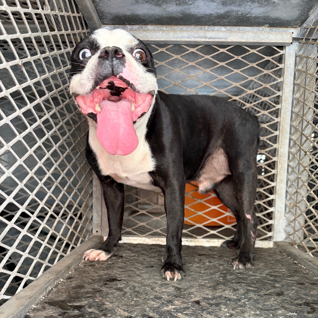 Shelter Stray Male Dog last seen , 2451 N Expressway 281, Edinburg, TX 78541, USA