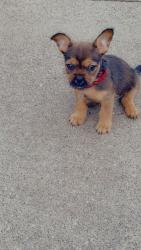 Lost Female Dog last seen W 14th Street, Davenport, IA 52802
