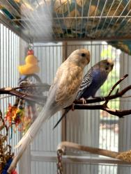 Lost Female Bird last seen 23rd St and Rhode Island, San Francisco, CA 94107