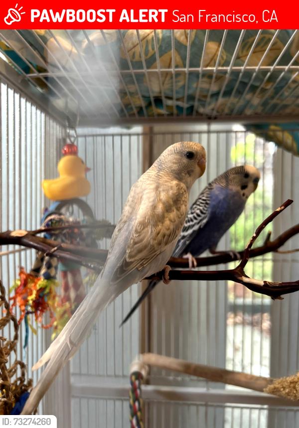 Lost Female Bird last seen 23rd St and Rhode Island, San Francisco, CA 94107