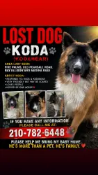 Lost Male Dog last seen Old Pearsall rd, Five Palms, Ray Ellison and Medina Base., San Antonio, TX 78242