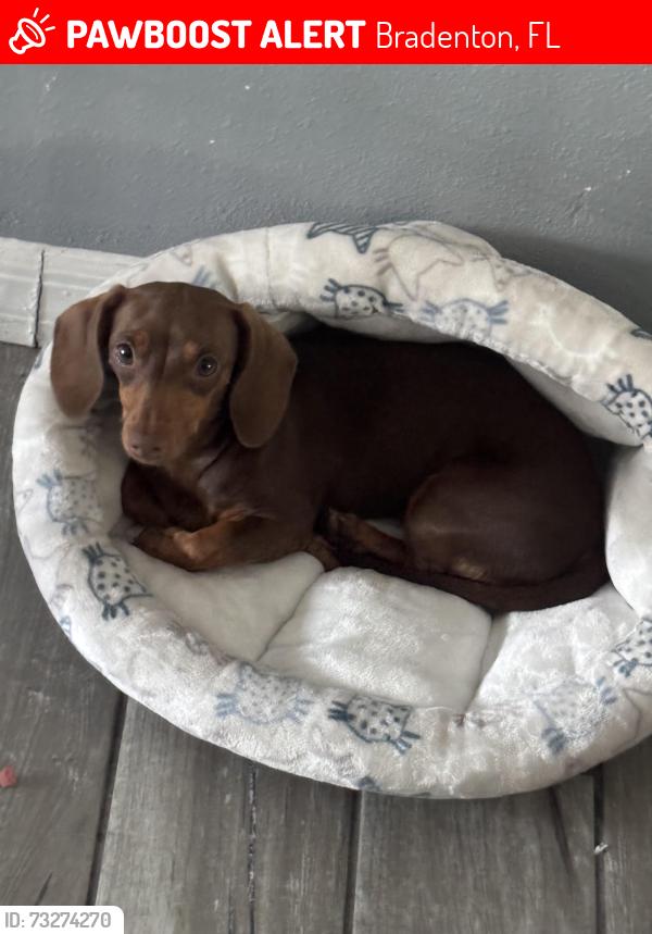 Lost Male Dog last seen Pride park, Bradenton, FL 34203