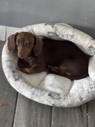 Lost Male Dog last seen Pride park, Bradenton, FL 34203