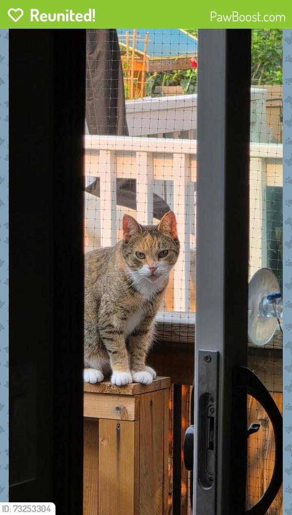 Reunited Female Cat last seen Everoak green, Calgary, AB 