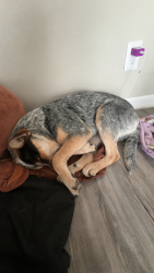 Lost Male Dog last seen Norman north high school, Norman, OK 73069