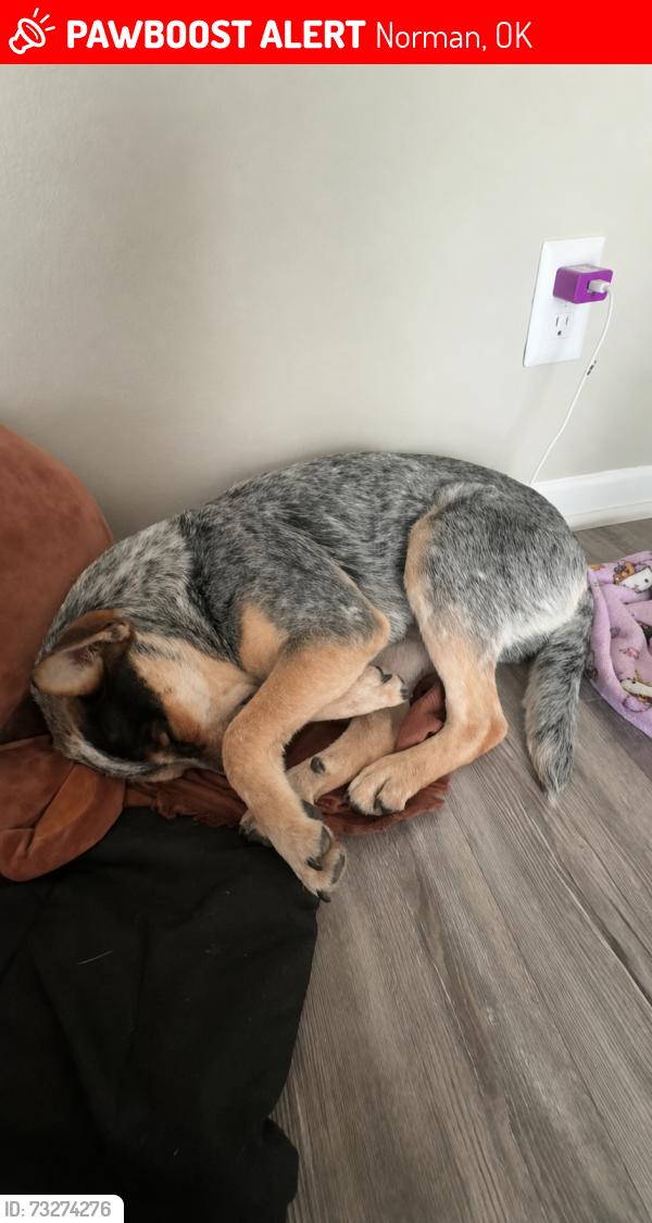 Lost Male Dog last seen Norman north high school, Norman, OK 73069