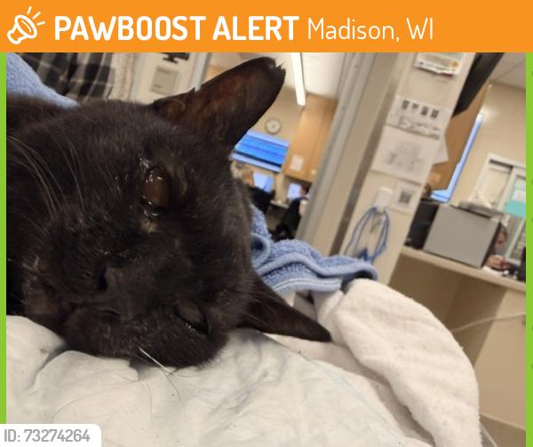 Found/Stray Male Cat last seen Park Street and Beltline, Madison, WI 53703