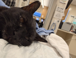 Found/Stray Male Cat last seen Park Street and Beltline, Madison, WI 53703