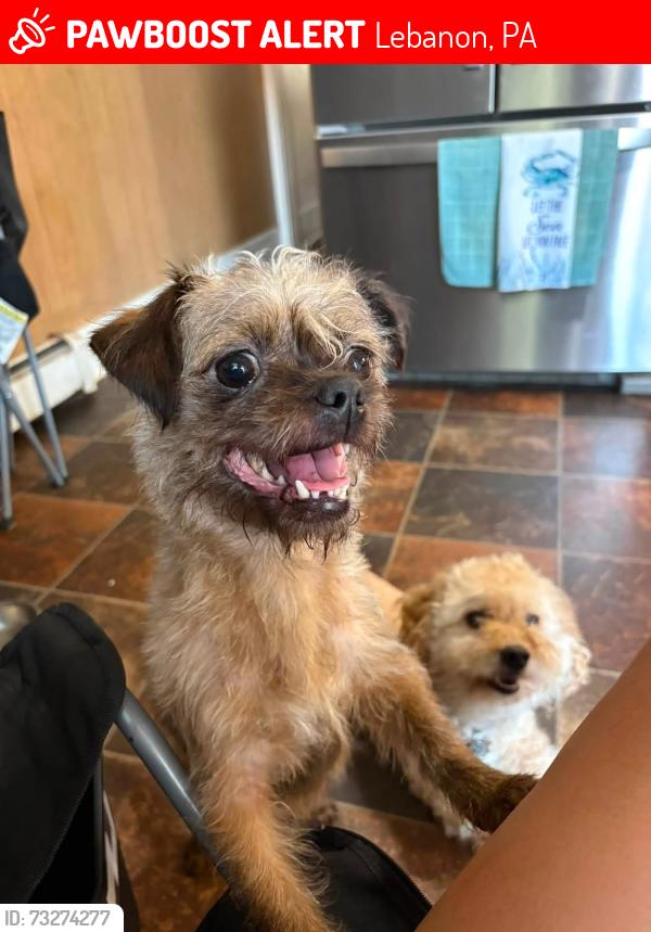 Lost Female Dog last seen Gilford St, Lebanon, PA 17046