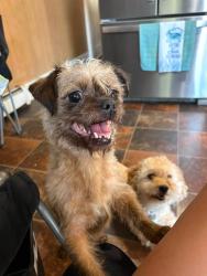 Lost Female Dog last seen Gilford St, Lebanon, PA 17046
