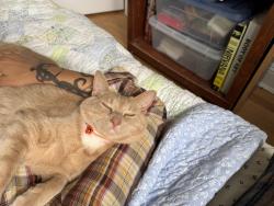 Reunited Male Cat last seen Windham Road and Allen Road, Rockville Centre, NY 11570
