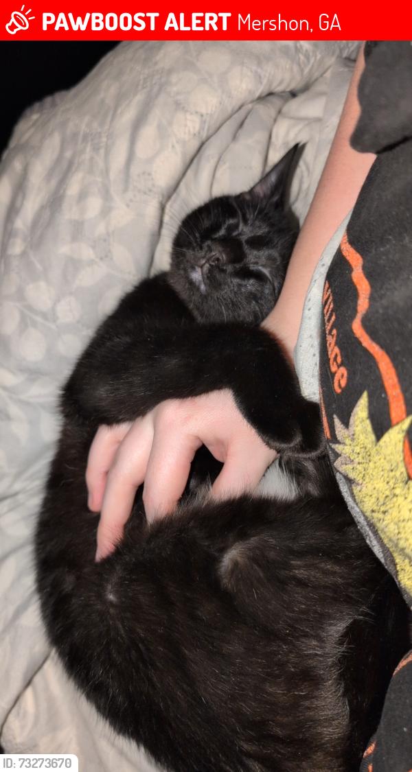 Lost Male Cat last seen Near Charlie Crump Rd Mershon ga, Mershon, GA 31551