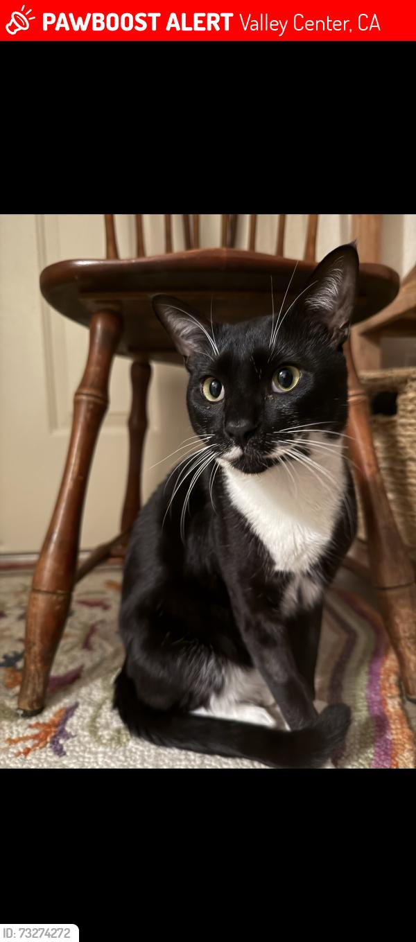 Lost Male Cat last seen Stargaze lane, Kensal Court, Valley Center, CA 92082