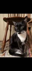 Lost Male Cat last seen Stargaze lane, Kensal Court, Valley Center, CA 92082