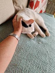 Lost Male Cat last seen Hunton Lane junction, Norton/Wonston crossroads, Sutton Scotney, England 