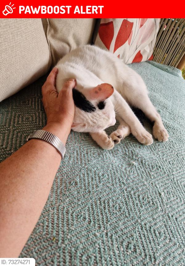 Lost Male Cat last seen Hunton Lane junction, Norton/Wonston crossroads, Sutton Scotney, England 