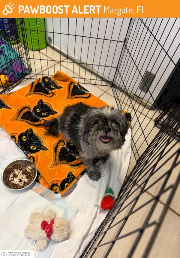 Found/Stray Female Dog last seen Near FL-7, Margate Fl,  33068, Margate, FL 33068