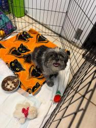 Found/Stray Female Dog last seen Near FL-7, Margate Fl,  33068, Margate, FL 33068