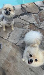 Reunited Female Dog last seen Vista and waters, Pasadena, TX 77504