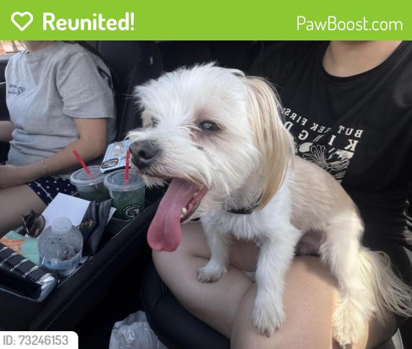Reunited Male Dog last seen Santa Mónica and university, West Odessa, TX 79764