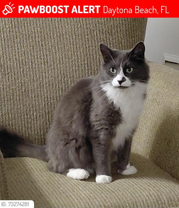 Lost Male Cat last seen Near jimmy ann dr, Daytona Beach, FL 32114