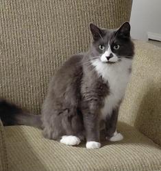 Lost Male Cat last seen Near jimmy ann dr, Daytona Beach, FL 32114