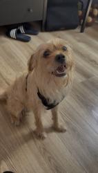 Found/Stray Male Dog last seen Laveta terr, Los Angeles, CA 90026