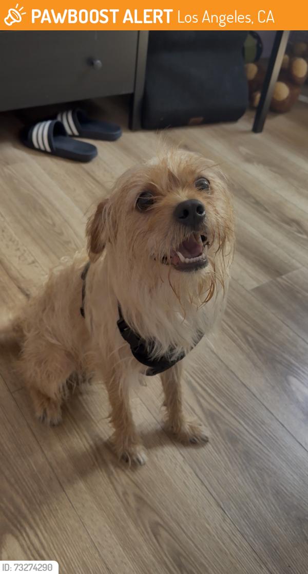 Found/Stray Male Dog last seen Laveta terr, Los Angeles, CA 90026