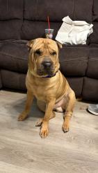 Reunited Male Dog last seen Meadow Dale, Irving, TX 75060, USA, Irving, TX 75060