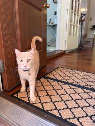 Found/Stray Unknown Cat last seen Mac Anderson Park, Statesville, NC 28677
