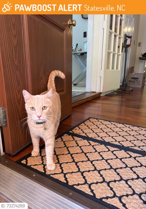 Found/Stray Unknown Cat last seen Mac Anderson Park, Statesville, NC 28677