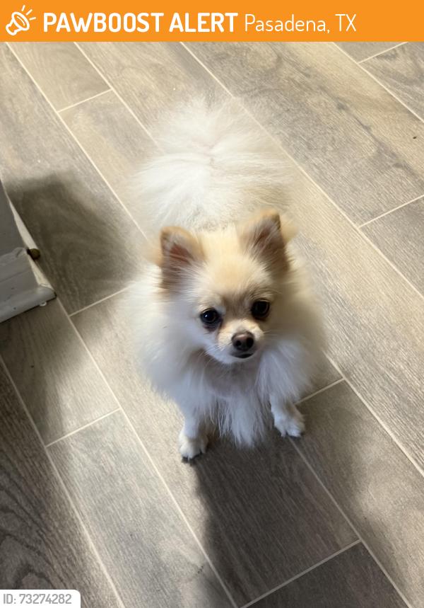 Found/Stray Female Dog last seen Near Vista Rd., Pasadena, TX 77504