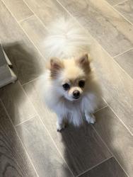 Found/Stray Female Dog last seen Near Vista Rd., Pasadena, TX 77504