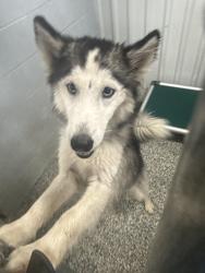 Found/Stray Female Dog last seen 21st Union, Collinsville, OK 74021