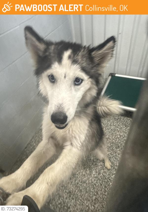 Found/Stray Female Dog last seen 21st Union, Collinsville, OK 74021