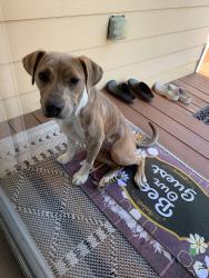 Found/Stray Female Dog last seen 129th St E. and 6th Ave., Parkland, WA 98445